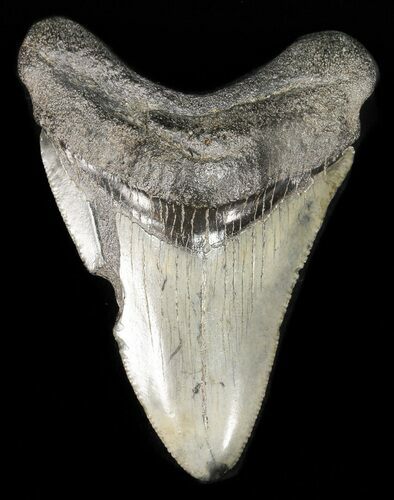 Bargain, Juvenile Megalodon Tooth #48207